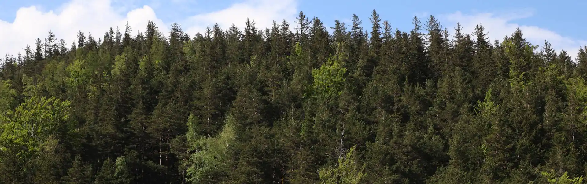 Menagesha Suba Crown Forest Tour ETHE04