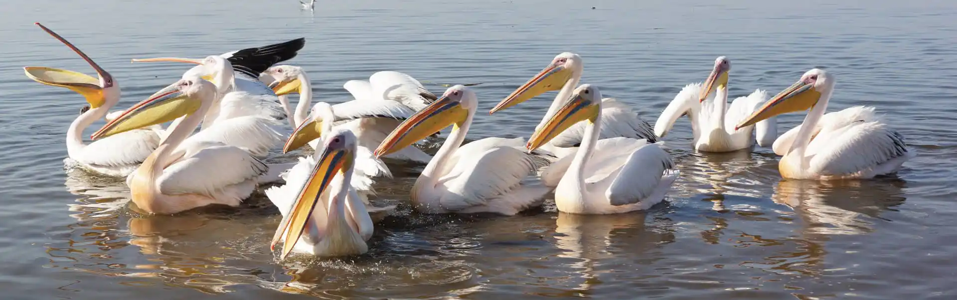 Batu or Lake Ziway Rift Valley Tour ETHE05