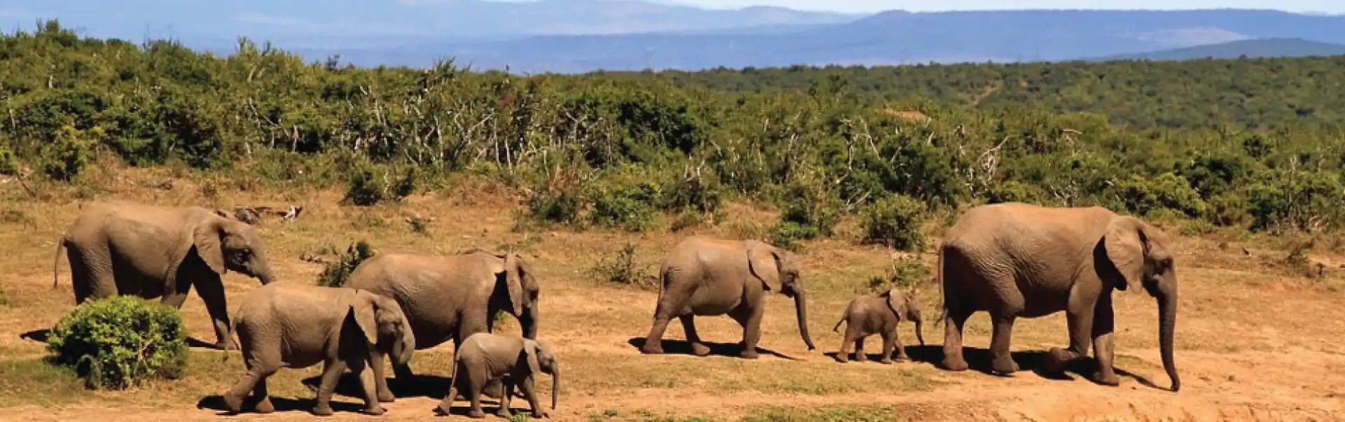 Chebera Churchura National Park and Coffee Tour ETHCO 03