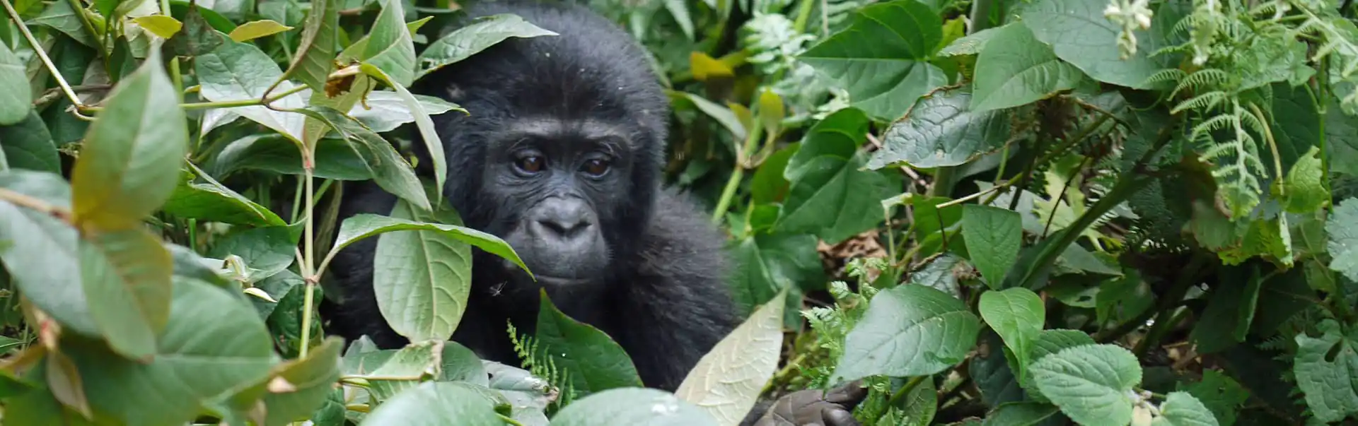 Rwanda Gorilla Safari Tour  ETHOEA-15