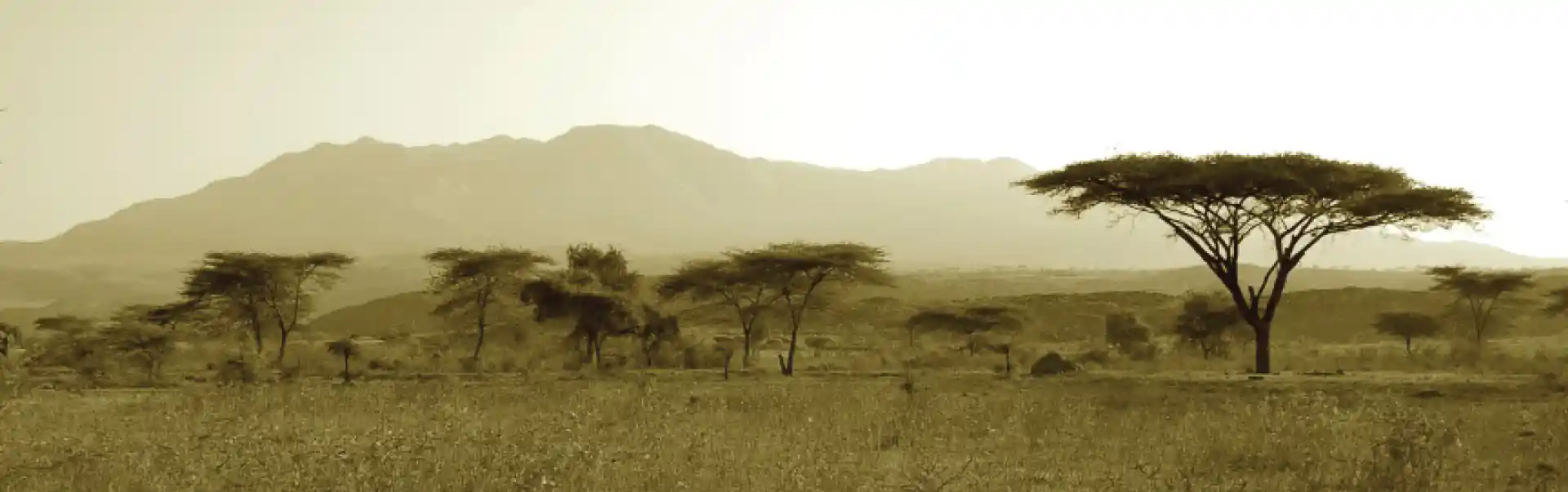 Awash National Park and  Aledeghi Wildlife Reserve Tour   ETHTH04 