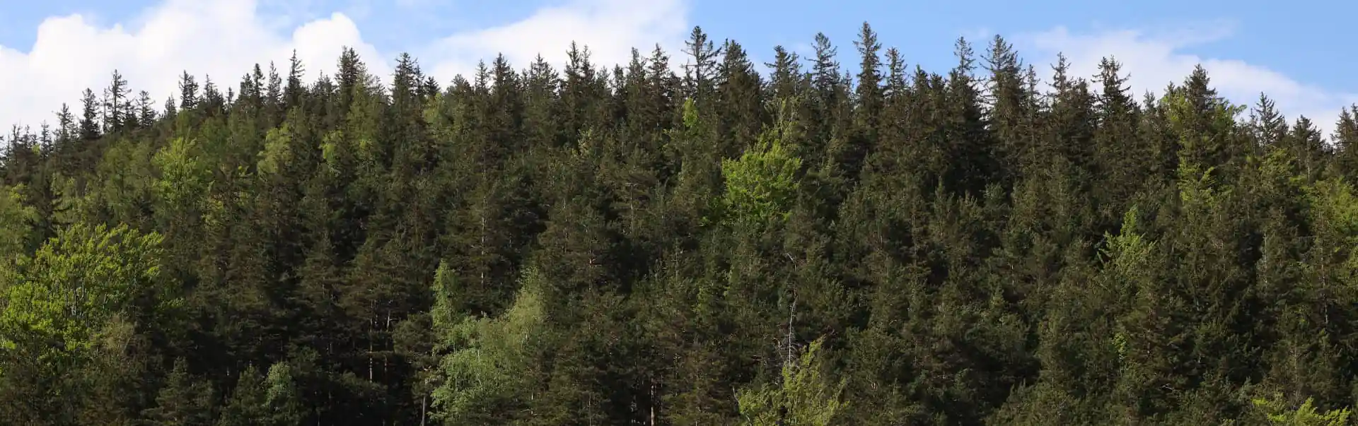 Menagesha Suba Crown Forest Tour ETHE04