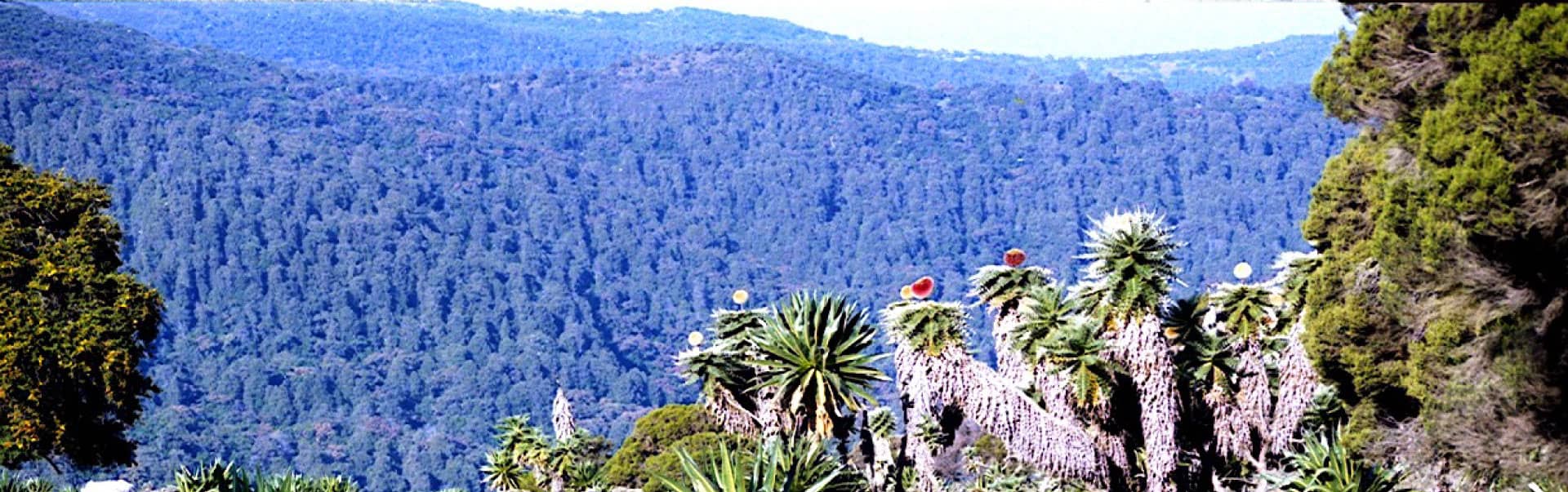 Bale Mountains National park Tour ETHN01