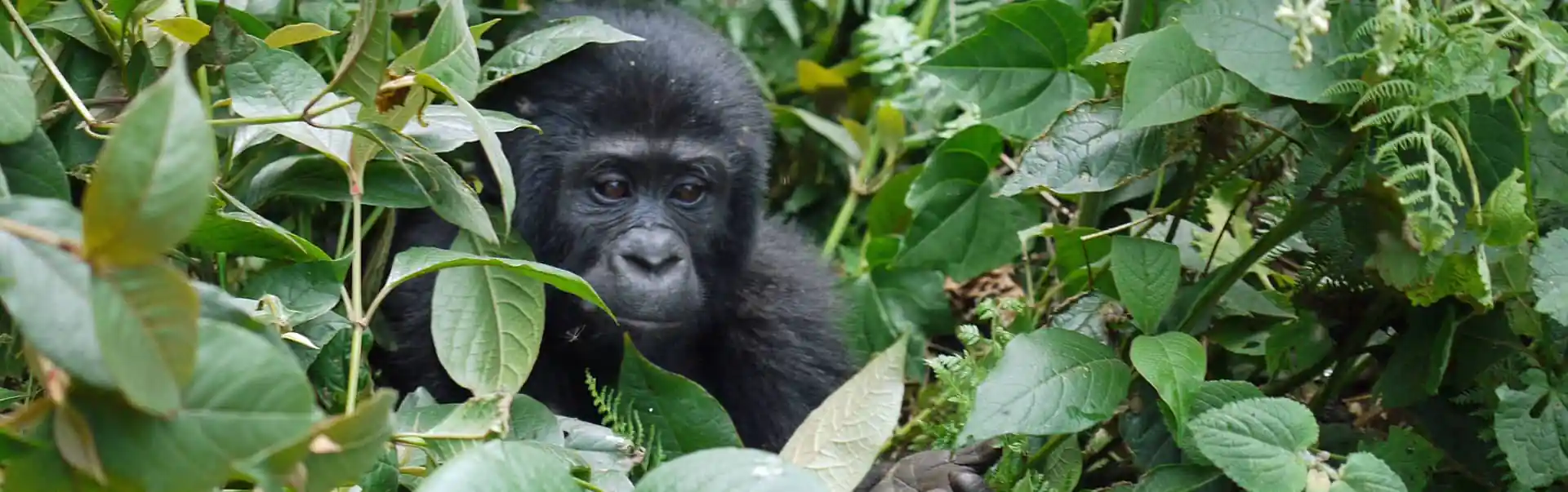 Rwanda Gorilla Safari Tour  ETHOEA-15
