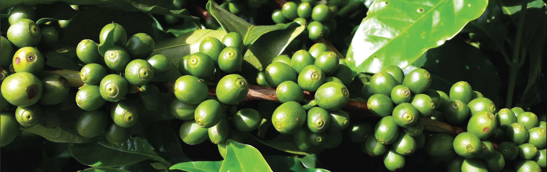 Yirgachafe Coffee Tour ETHCO 01